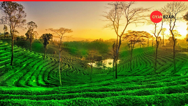 Assam: The Largest Tea Producing State of India.