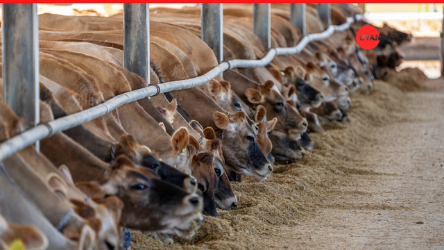 5 Ways Livestock Farming Can Improve Your Health