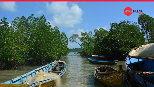 Discover the Enchanting Mangroves of Andaman