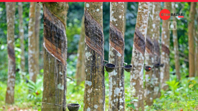 Explore the Vibrant Rubber Plantations of Wandoor