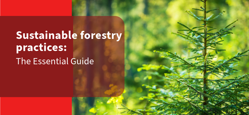 The Essential Guide to Sustainable Forestry Practices