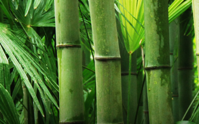 World Bamboo Day 2024: Celebrating the Green Gold of Nature